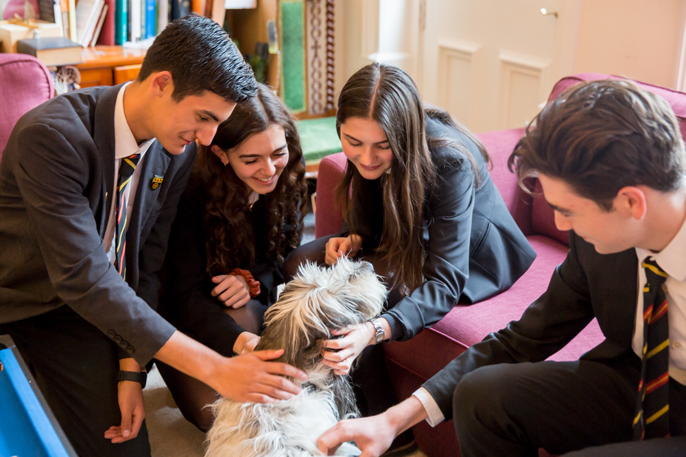 St Benedict's Chaplaincy Dog calms exam nerves