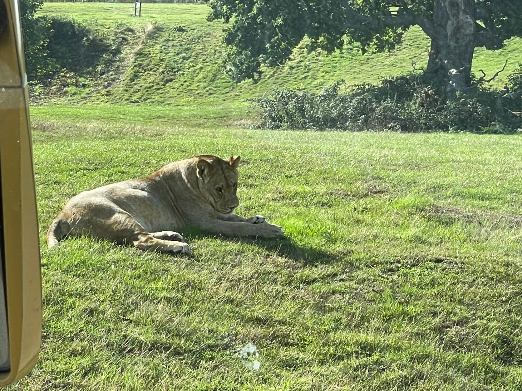 St Benedict's year 4 children visit Woburn Safari Park