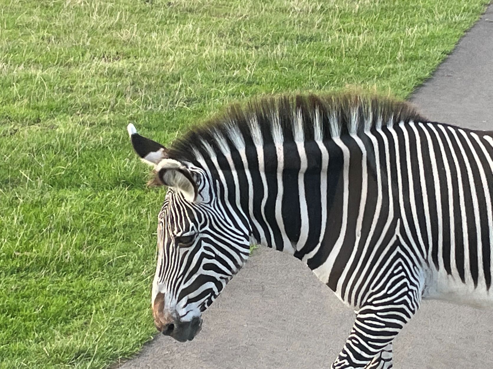 St Benedict's year 4 children visit Woburn Safari Park